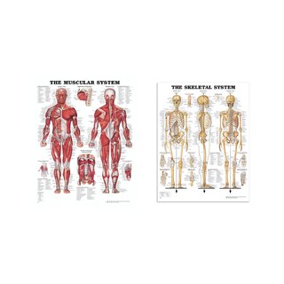 Balíček anatomických desek - svaly a kostra