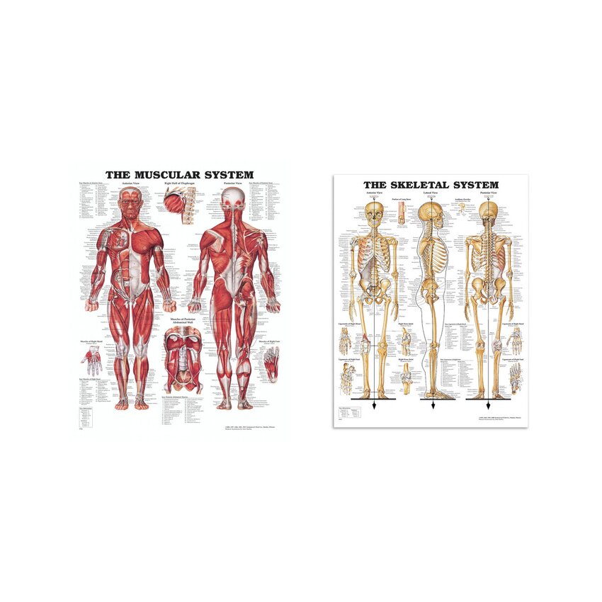 Balíček anatomických desek - svaly a kostra