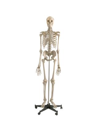 Anatomicky dokonalý model kostry - prémiový
