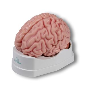 Anatomický model mozku, v životní velikosti, 5 dílů