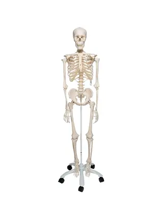 Extra robustní model kostry