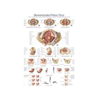 Anatomie pánve a pánevního dna 70x100 cm, laminované v angličtině a němčině, latinsky