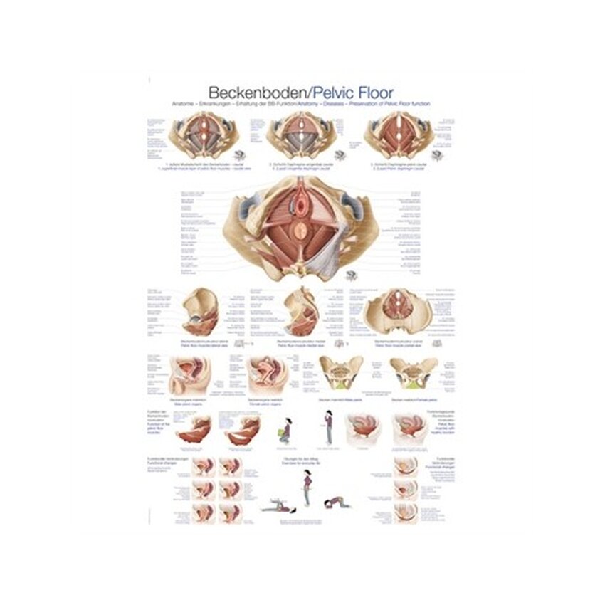 Anatomie pánve a pánevního dna 70x100 cm, laminované v angličtině a němčině, latinsky