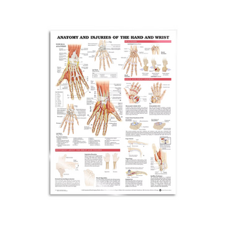 Plakát - Anatomie a patologie ruky a zápěstí