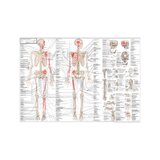 Anatomie pohybového aparátu ve švédštině a latině