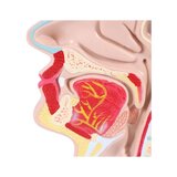 Anatomický model úst a krku