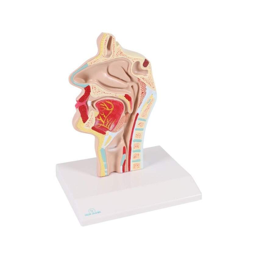 Anatomický model úst a krku