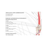 Anatomie pohybového aparátu ve švédštině a latině